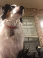 DogsSelfies_9-2017 (1)